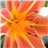 TigerLily